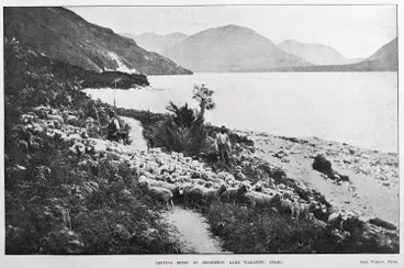 Image: DROVING SHEEP AT CREIGHTON, LAKE WAKATIPU, OTAGO