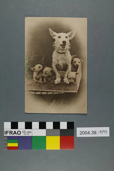 Image: Postcard of Dog with four puppies
