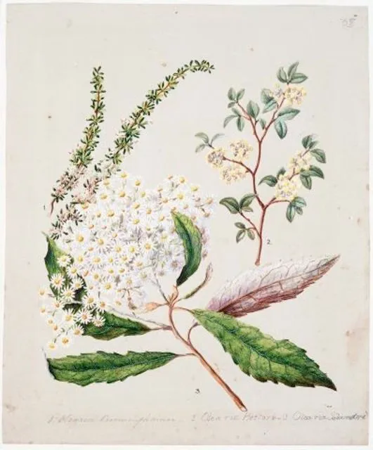 Olearia rani; O. Hectorii; O.Solandri