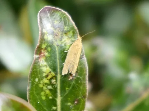 Epichorista siriana