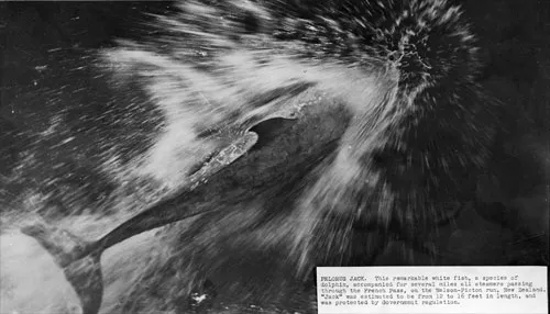 The story of Pelorus Jack