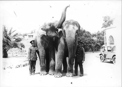 Two Elephants at Auckland Zoo