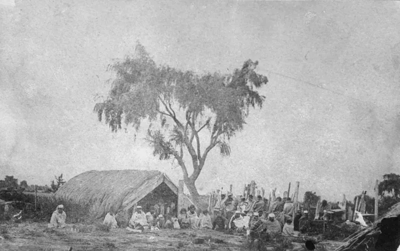 Willow Tree, Opotiki