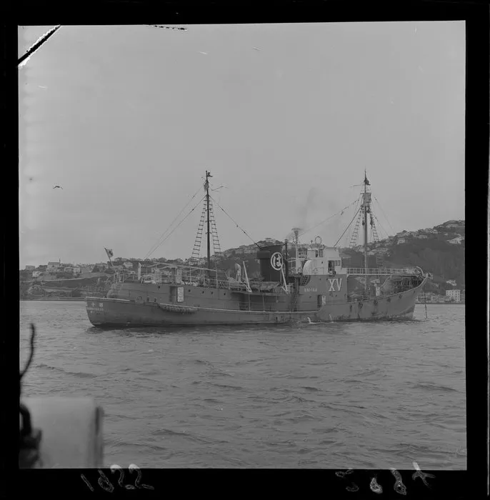 Japanese whale chaser ship XV in Wellington harbour