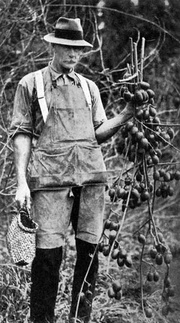 Image: Hayward Wright and kiwifruit