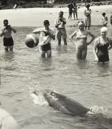 Image: Opo the dolphin, Opononi