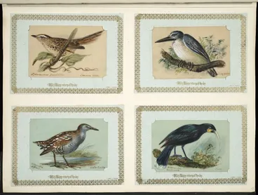 Image: Archibald Dudingston Willis (Firm) :Sphenaeachus punctatus / Common utick. Kingfisher. Ortogometra affinis / Water crake. Heteralocha acutirostris / Huia. [ca 1885]