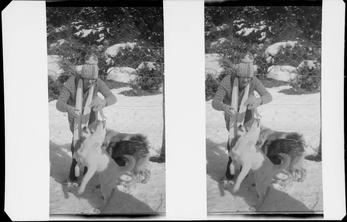 Unidentified woman, playing with sled dogs, Mount Cook National Park, Canterbury Region