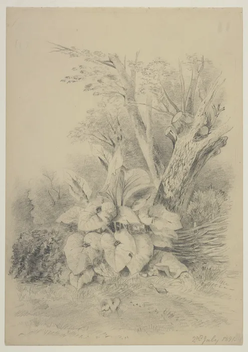 Harris, Emily Cumming, 1837-1925: 2nd July, 1891. [Lily plant in a corner of a garden].