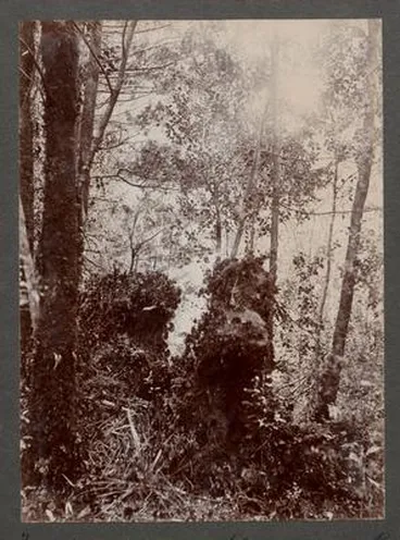 Image: Tree stumps, Observation Point, Pickersgill Harbour