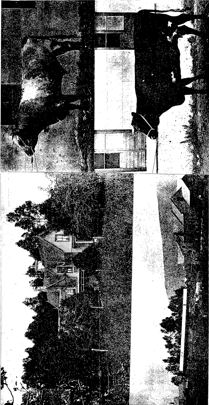 Hicks, photo. " ABBOTSFORD," THE RESIDENCE OF MR JAMES BLAIR, OUTRAM, PRIZE SHORTHORN BULL AT " ABBOTSFORD " FARM.  Whose farm gained the highest number of points in the recent competition under the auspices of the Otago Agricultural and Pastoral Society. PRIZE SHORTHORN COW AT '• ABBOTSFORD ' FARII.  ~HL \ THE FARMYARD AT "ABBOTSFORD" FARM. (Otago Witness, 26 December 1900)