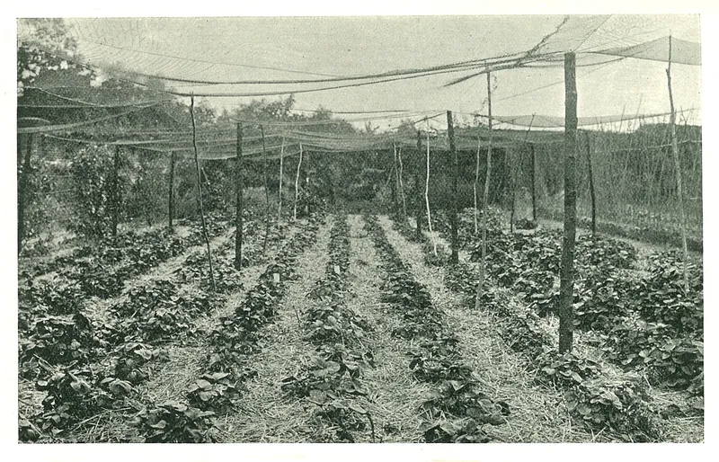 The Book of the Strawberry: with Sections also on the Raspberry, Blackberry, Logan Berry, & Japanese Wineberry