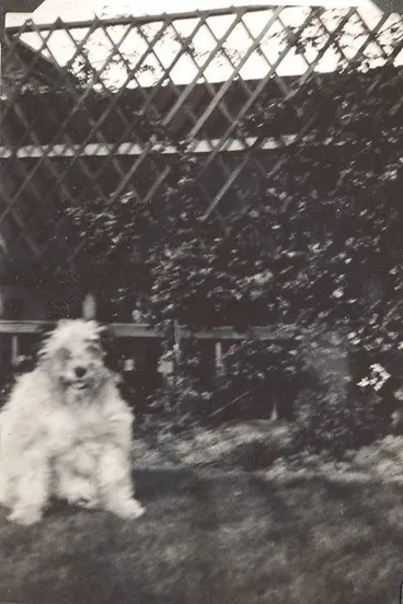 Image: Scotty dog by trellis