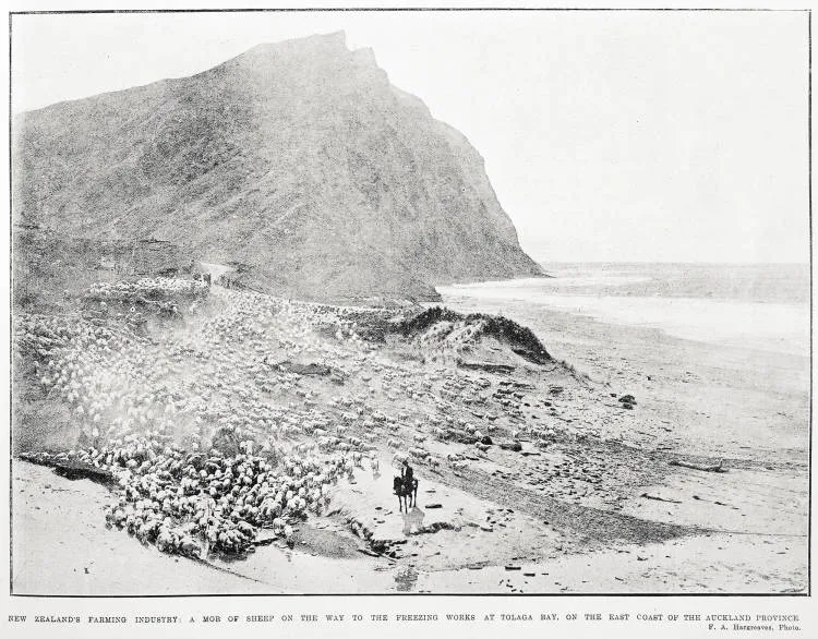 New Zealand's farming industry: a mob of sheep on the way to the freezing works at Tolaga Bay, on the East Coast of the Auckland Province