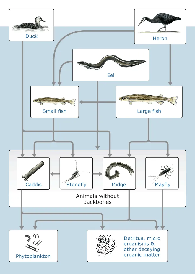 Freshwater food web
