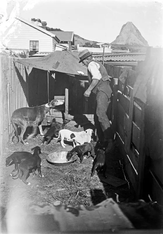 Unknown, Man and Dogs
