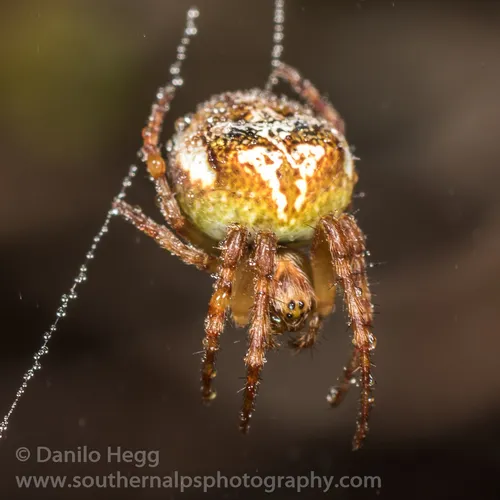 Cryptaranea subalpina