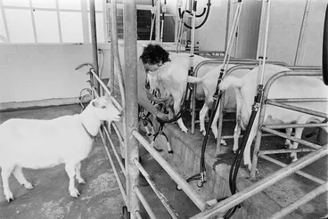 Image: Joyce Barnett milking goats - Photograph taken by Merv Griffiths