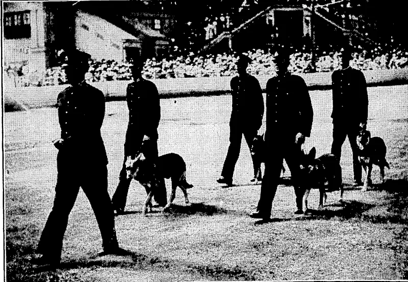 Sydney Morning Herald" Photo. DOGS FOR POLICE WORK.—The New South Wales Police Force have a section which trains dogs for tracking and other police tvork. Some of the dogs were seen at work during the recent Police Carnival «t Sydney. (Evening Post, 07 March 1935)