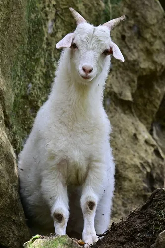 Domestic Goat