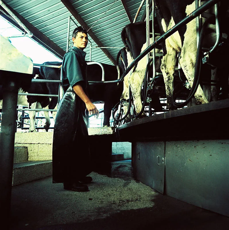 "Lucas milking Norfolk Rd"