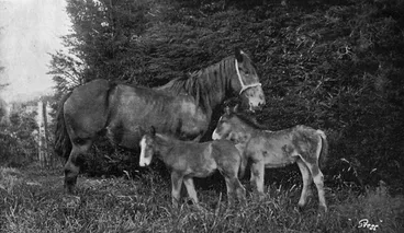 Image: A mare with twin foals