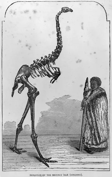 Image: Artist unknown :Skeleton of the extinct moa (Dinornis). [1800s?]