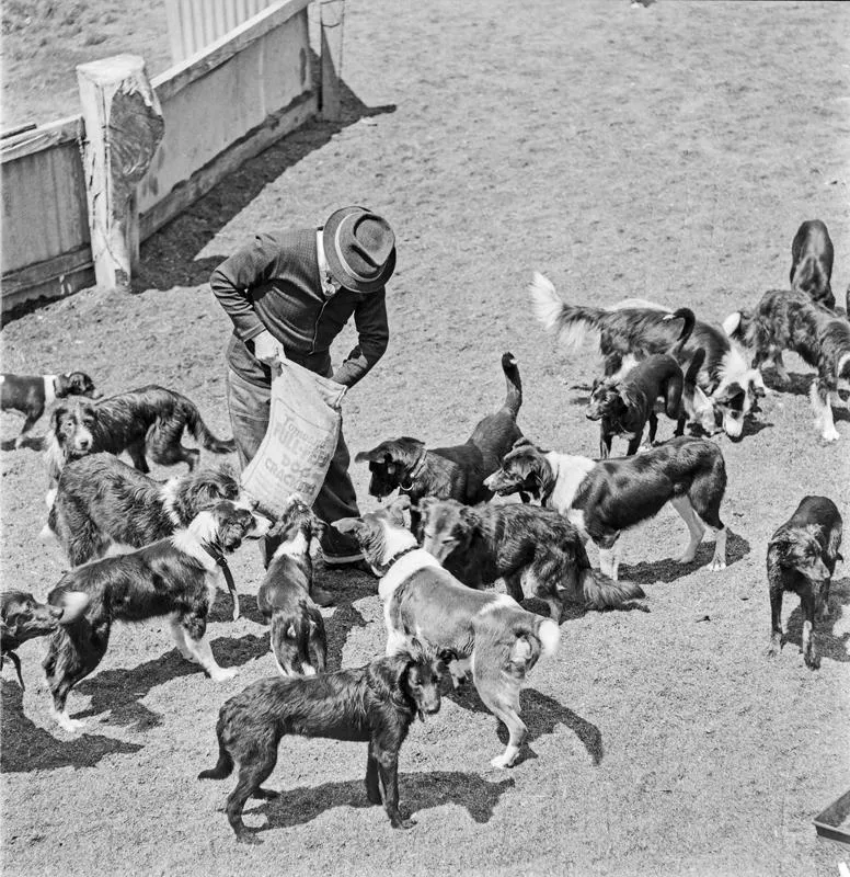 W & R Fletcher NZ Ltd, Dogs and man