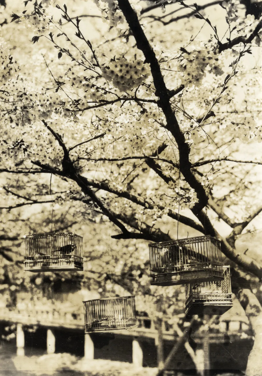 Military Service, World War II; Japan; cherry blossom.