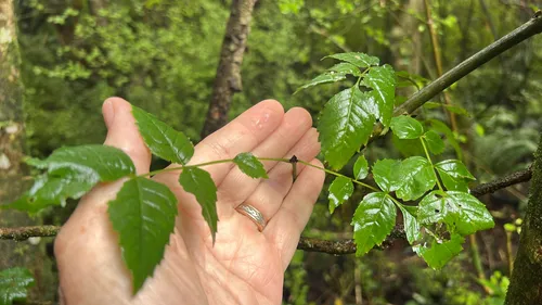 European ash