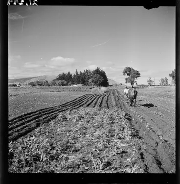 Image: Market garden at Otaki used for supplying United States troops