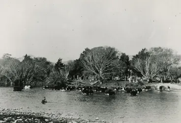 Image: Cattle in Te Awa Kairangi / Hutt River.
