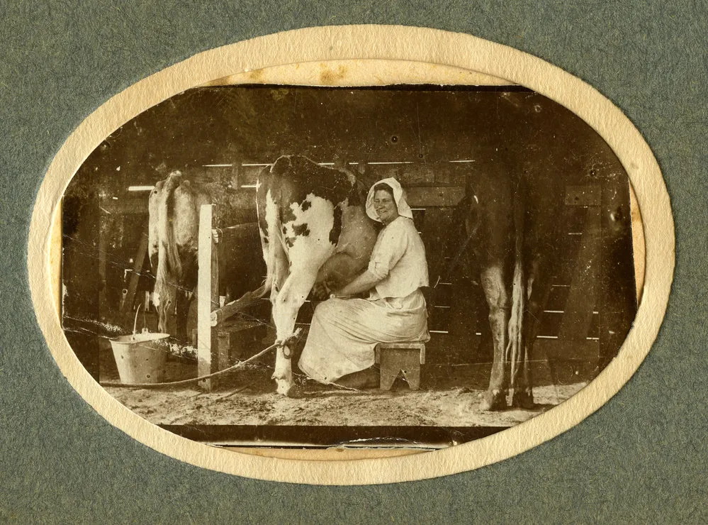 Milking a cow c. 1900s