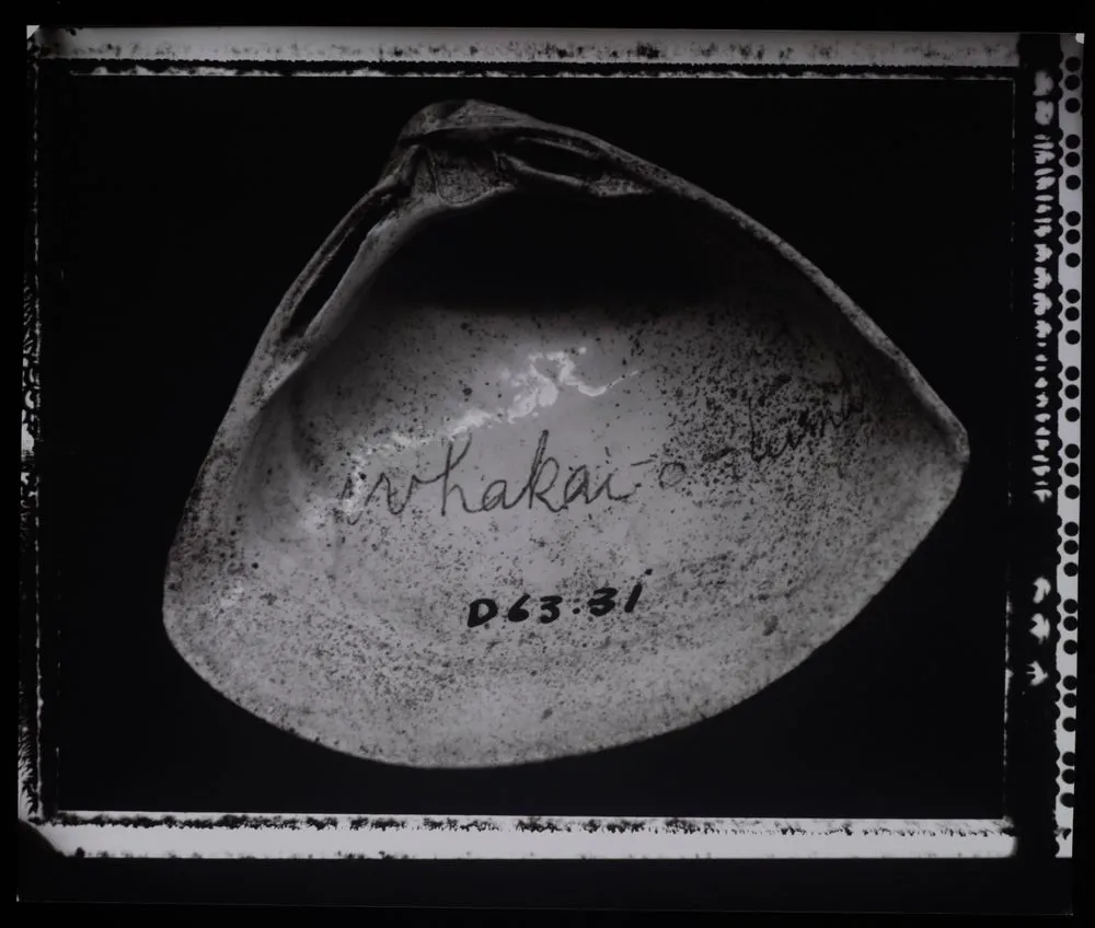 Whakai-o-tama, Spisula aequilateralis, Deshayes 1854, D63.31. From the Herries-Beattie Collection, Otago Museum