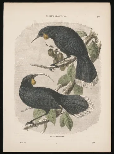 Image: Gould, John 1804-1881 :Gould's Neomorpha. [Plate?] 233. Vol III [page] 126? [ca 1850?]