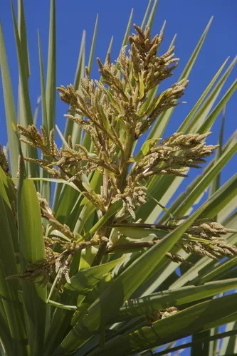 New Zealand cabbage tree