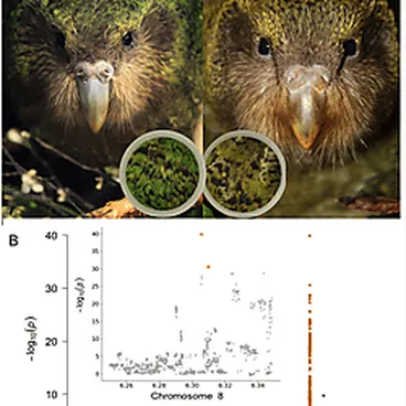 Image: The kākāpō feather color polymorphism.