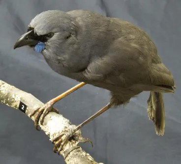 Image: Kōkako, North Island