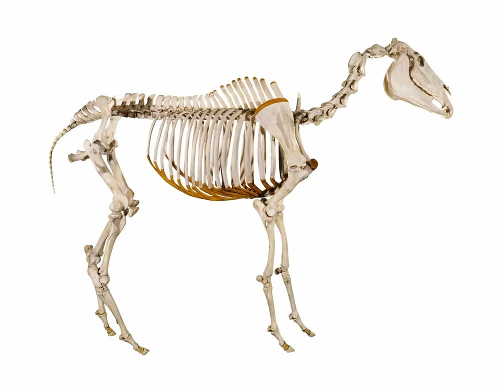 Horse, Equus caballus