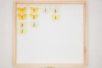 Gonepteryx mahaguru aspasia