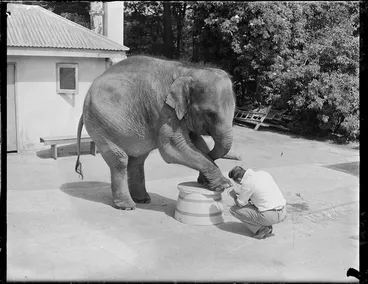 Image: Elephant at Wellington Zoo