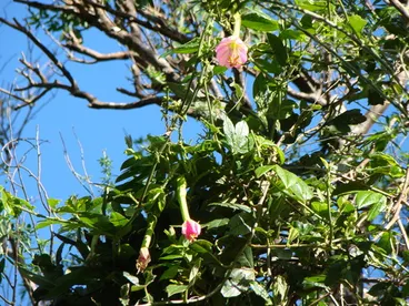 Image: Banana passionfruit