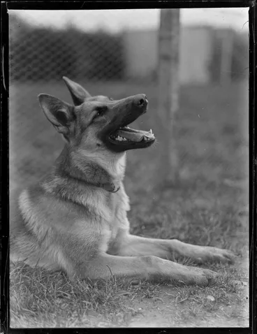 Image: German shepherd dog