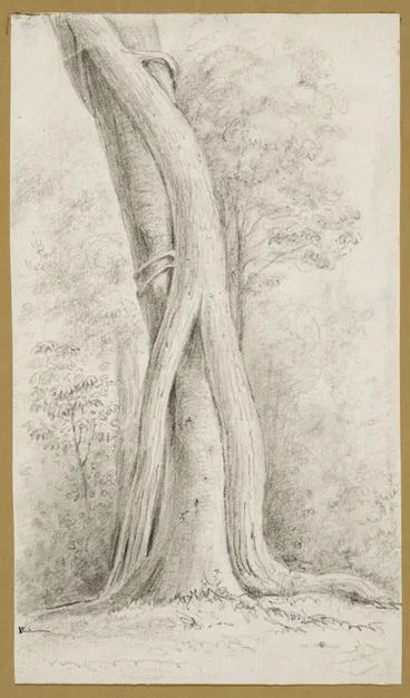 Image: Swainson, William, 1789-1855 :Rata, no. 3. Rata embracing a Pukatia tree. [1845]