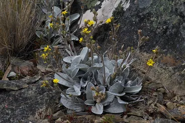 Image: Brachyglottis haastii