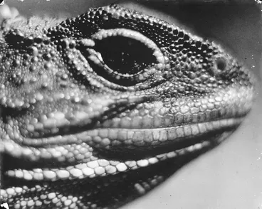 Image: Profile of head of tuatara