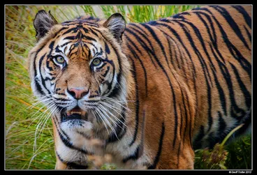 Image: Tiger, Eye of the ...