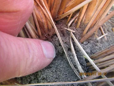 Image: gilled mushrooms