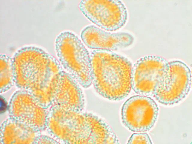 Melampsora hypericorum G. Winter