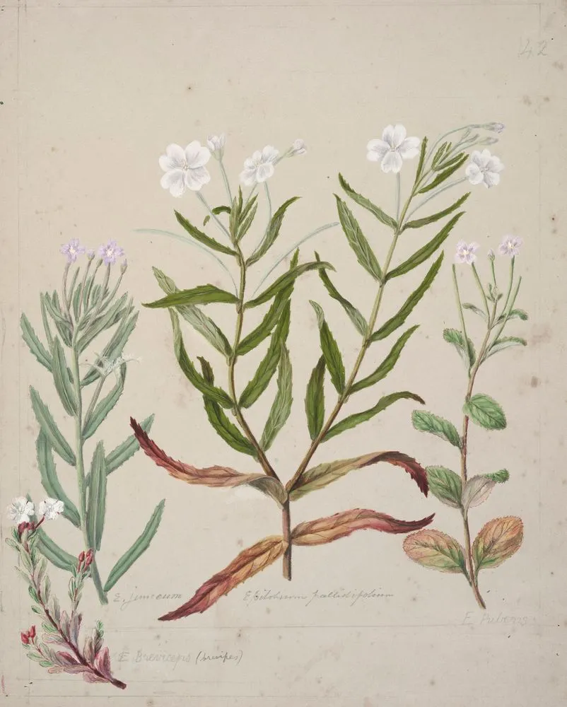[Epilobium pallilifolium]